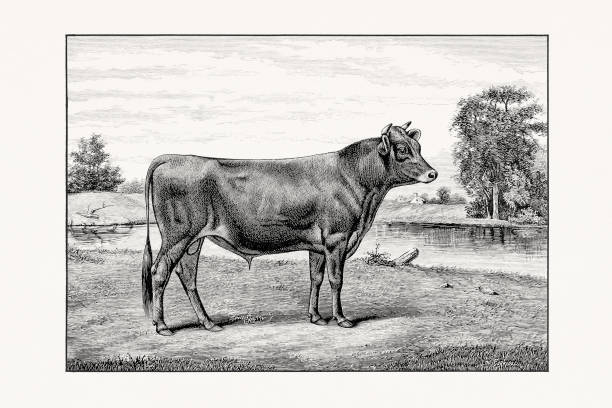 Jersey Cattle. Antique cattle illustration of a bull from an 1887 livestock book.