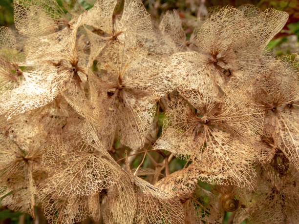 istock Dry brown skeletonized hydrangea or hortensia flowers in the autumn. 2184158085