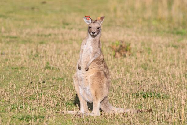 istock A Curious Encounter: A Kangaroo Poses in the Australian Outback, Wilson Prom, Australia 2184159075