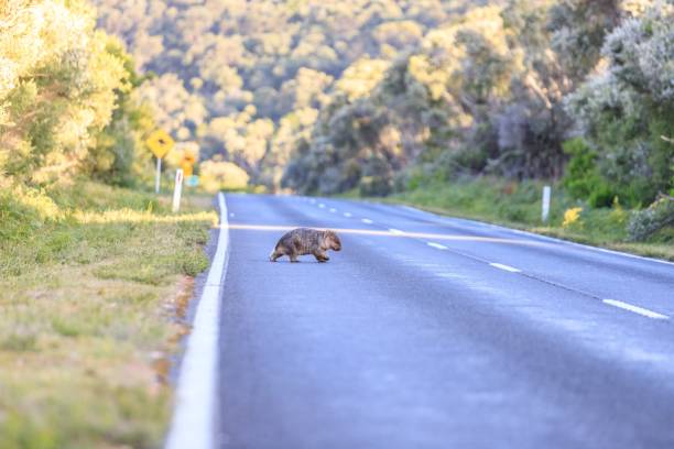 Wildlife Encounter: A Wombat Takes a Stroll Down the Highway, Wilson Prom, Australia
