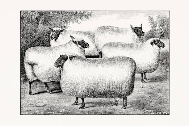 istock Antique sheep illustration from an 1887 livestock book. 2184160165