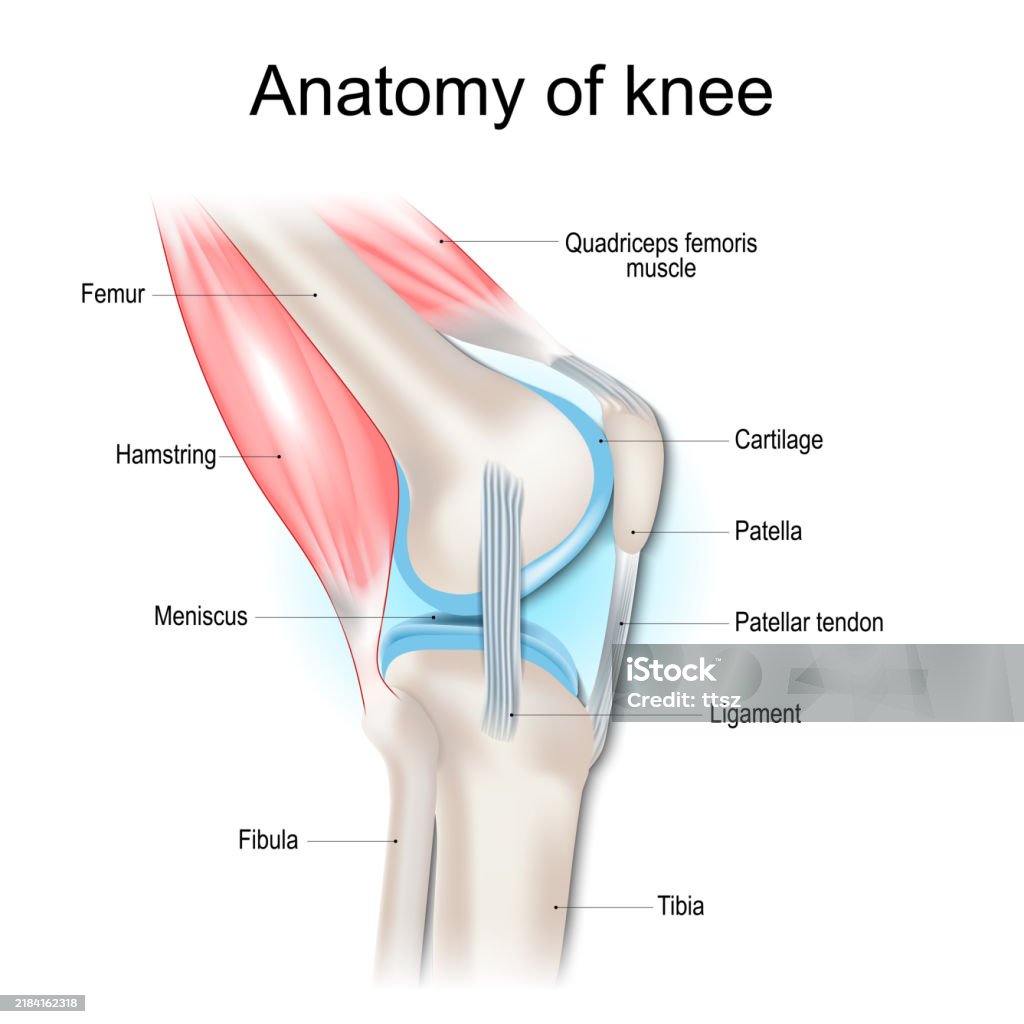 Knee Dissection Knee Anatomy Structure Of Knee Joint Stock Illustration - Download ...