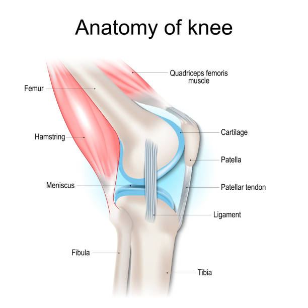 Knee anatomy. Structure of knee joint Knee anatomy. Structure of knee joint. Major parts of human leg. Bones, muscles, cartilage, tendon and Ligaments of knee. Side view. Vector poster human skeleton muscle bone stock illustrations