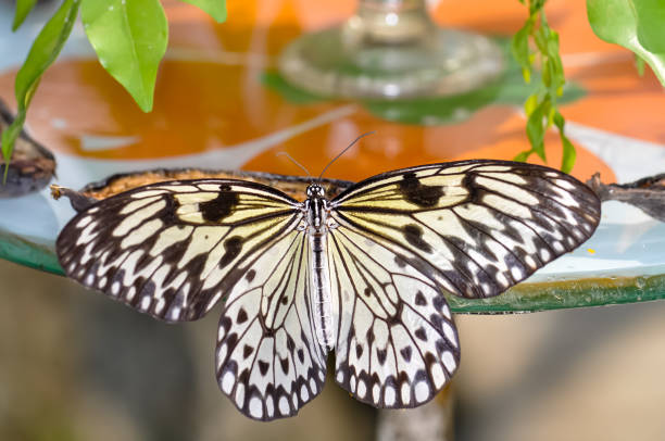 Beautiful butterfly met in Thailand