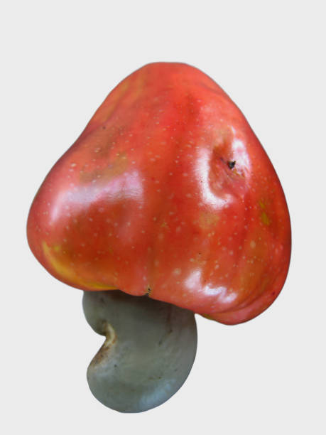 istock Raw cashew nuts, red color, gray color, white background. Isolate. 2184165885