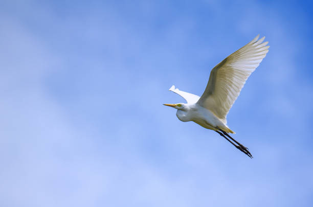 istock White stork flying in the blue sky 2184168645