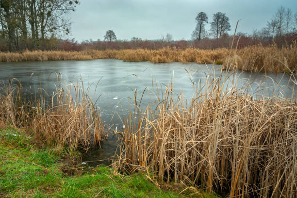 Frozen pond with dry reeds on the shore, cloudy day, Stankow, Poland
