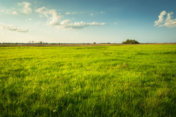 istock Green meadow with blue sky, summer view 2184169316