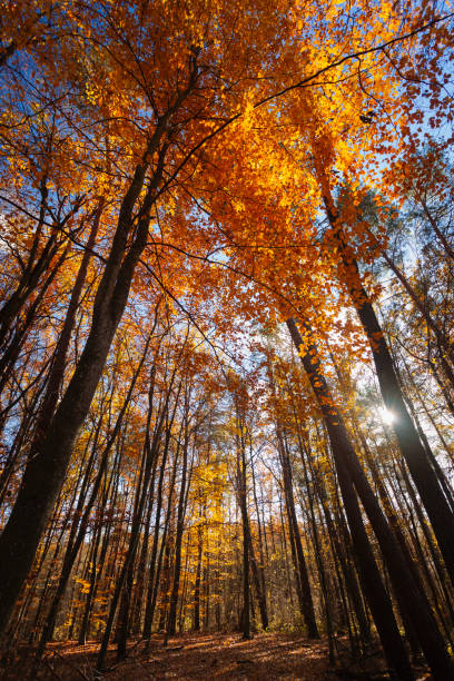 istock Leaning autumn trees in the forest with the sun 2184169332