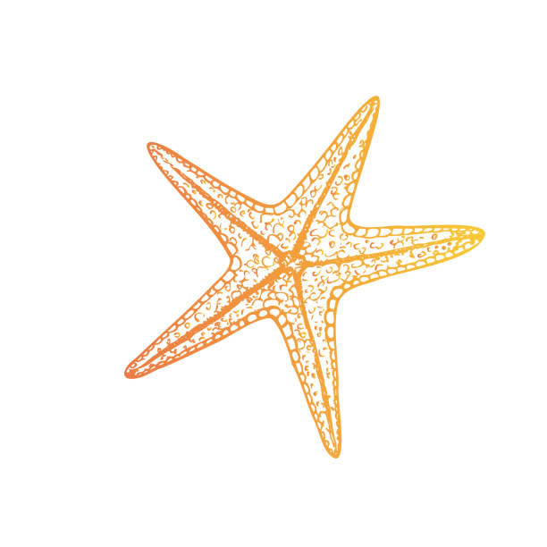 istock Vector starfish. Hand painted line sketch. Graphic tropical clip art isolated on background. Underwater illustration. For designers, invitations, decoration, postcards, wrapping paper, scrapbooking, covers 2184170009