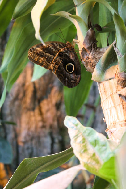 istock Photo of butterfly 2184171182
