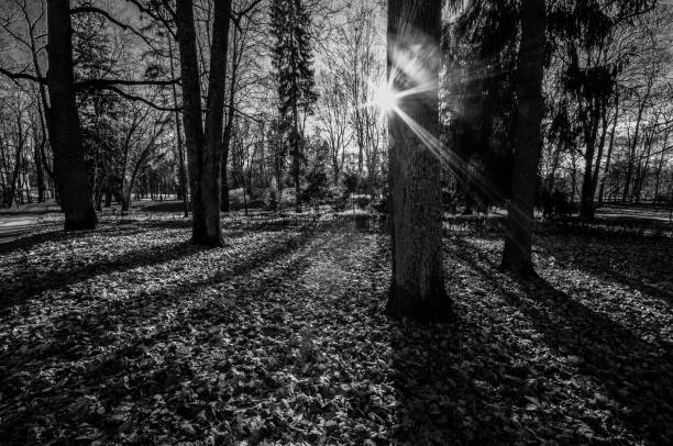 Autumn sun shining through trunks trees in the forest. Black and white image