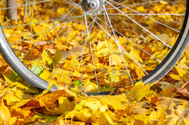 Bicycle wheel close up in autumn leaves