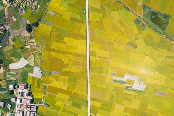 istock Aerial view of rice fields near sea 2184171366