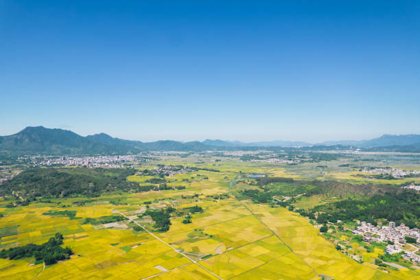 istock Aerial view of rice fields near sea 2184171506