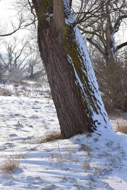 winter with fresh snow