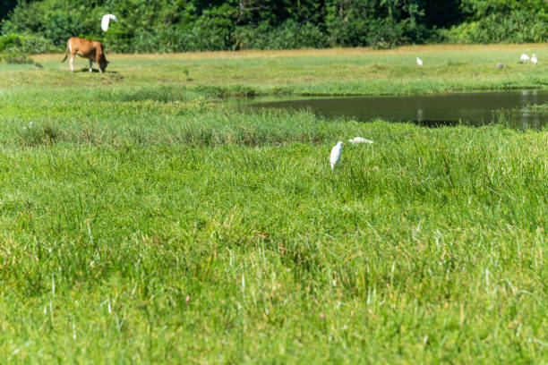 Wetland, cow and egret