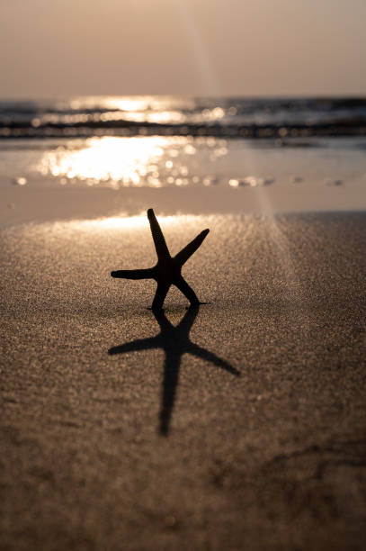 istock A starfish in the sand on a beach at sunset 2184172493