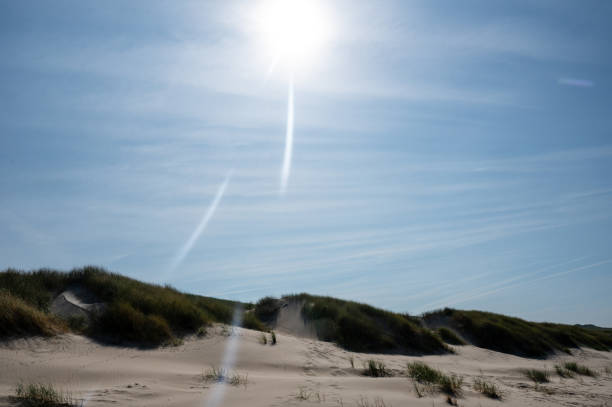 Dunes landscape  with beach grass  and sunrays on the North Sea coast in the Netherlands