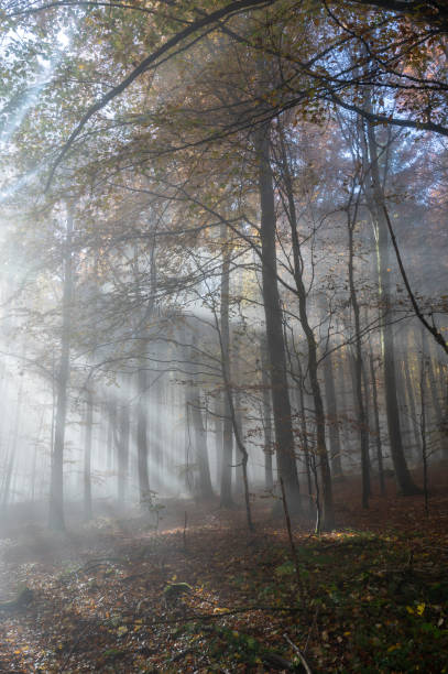 Sun shines in the morning fog in a forest in autumn