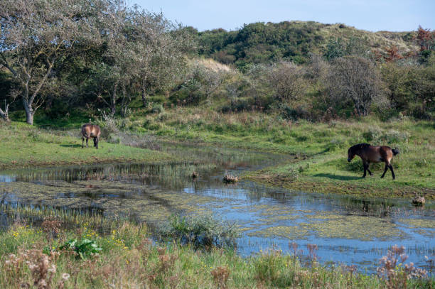 istock Wild horses at a small lake in a dune landscape 2184173581