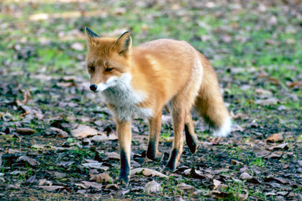 Foxes at Zao Fox Village
