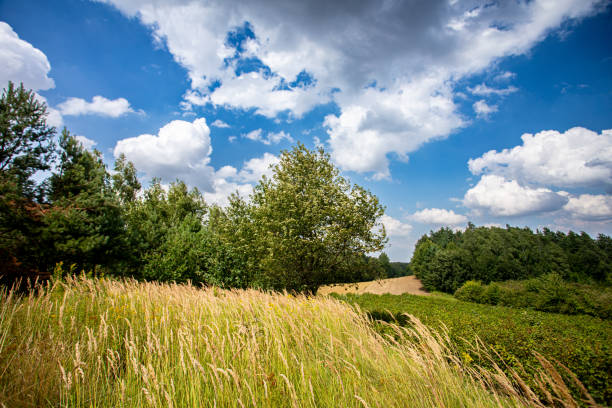 A Serene Landscape Featuring Lush Greenery Set Against a Beautiful Cloudy Sky Above