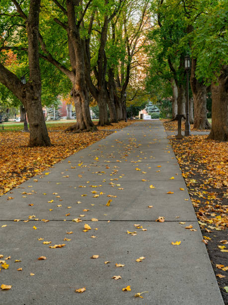 istock Autumn leaves on a sidewalk covered with trees 2184176080