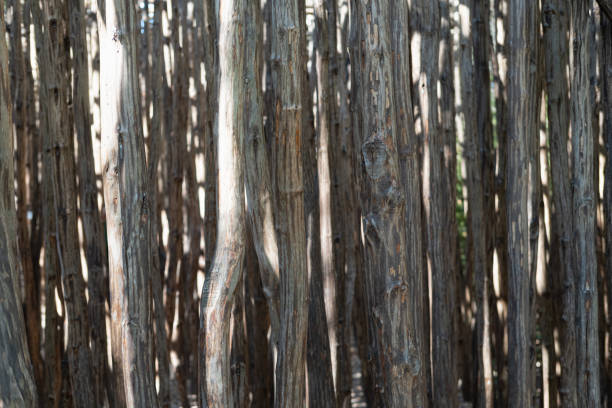 The texture of tree branches peeled from the bark. Vertically hanging thin logs. The subject of landscape design, the design of the territory of a country house. Close-up.