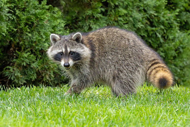 istock A Raccoon Walks Across Green Grass 2184177613