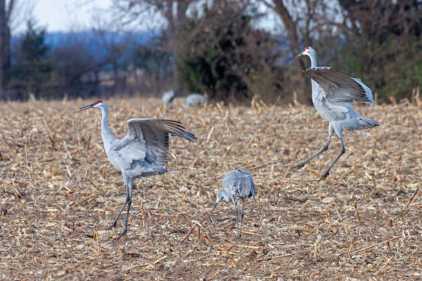 istock Sandhill Cranes Dance in a Cornfield 2184177625