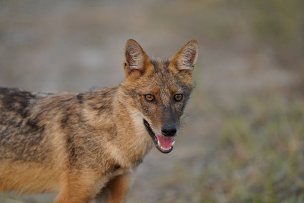istock Golden Jackal in India - Banni Grasslands, Kutch 2184178746