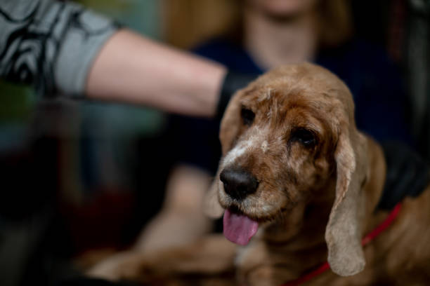 istock Content Featuring a Dog That is Friendly, Also Described as an Adorable Animal in a CloseUp View 2184179073
