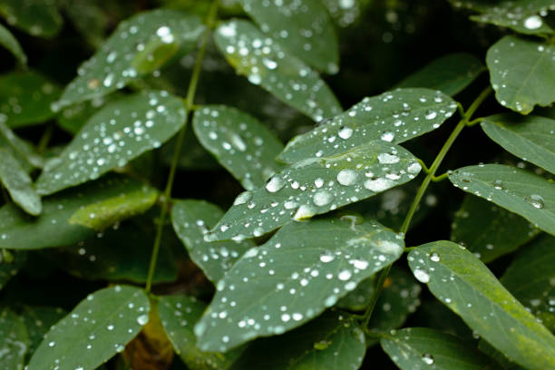 green foliage morning dew spring time wet rain forest leaf close up natural view textured garden image