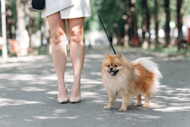 istock pomeranian spitz stands with owner 2184179676