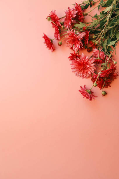 istock Red chrysanthemums arranged against a soft pink background, creating a vibrant and elegant floral composition perfect for seasonal, romantic, or aesthetic themes 2184179738