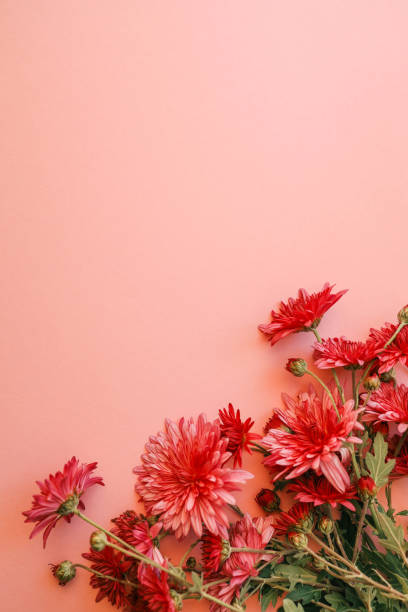 istock Red chrysanthemums arranged against a soft pink background, creating a vibrant and elegant floral composition perfect for seasonal, romantic, or aesthetic themes 2184179742