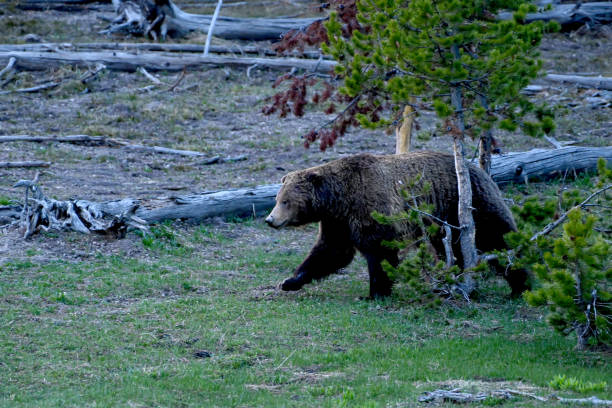 istock A Grizzly In Yellowstone 2184182339