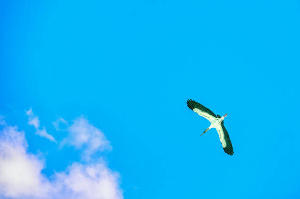 Mexico, Quintana Roo, Bacalar, wood stork (Mycteria americana) Flying