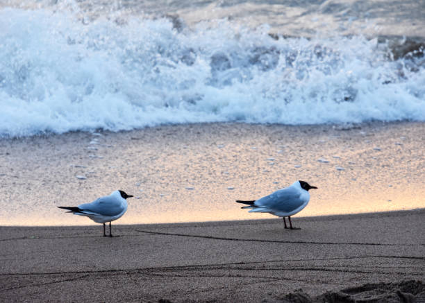 Two seagulls are peacefully standing on the sandy beach, closely situated near the vast, beautiful oceans edge, enjoying the scenery and fresh air
