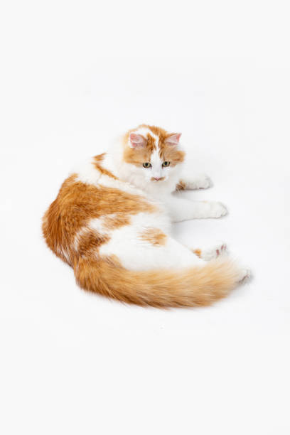 istock An adorable orange and white cat is leisurely relaxing on a wonderfully soft surface 2184183769