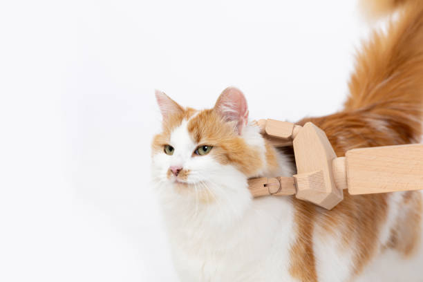 istock An Innovative and Stylish Cat Harness Designed for Comfortable Walking and Optimal Safety 2184183829