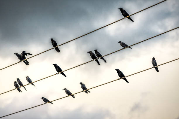 istock Gathering of birds black crows on electric wire 2184185389