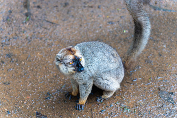 A close-up of a brown lemur with striking orange eyes and a bushy tail. The lemur is sitting on the ground, showcasing its thick fur and distinctive facial markings. Andasibe Reserve, Madagascar.