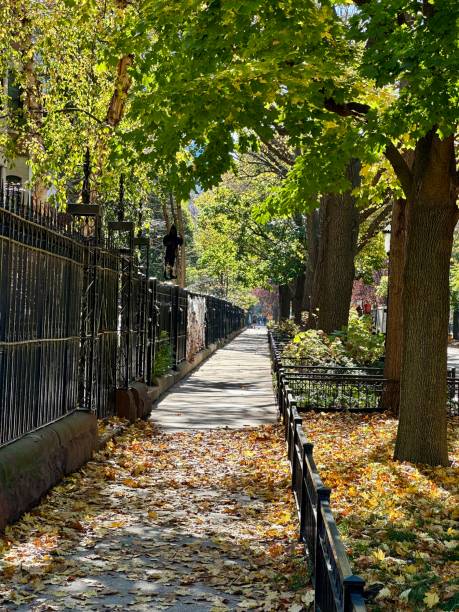 istock Chicago sidewalk in autumn covered in leaves 2184186092
