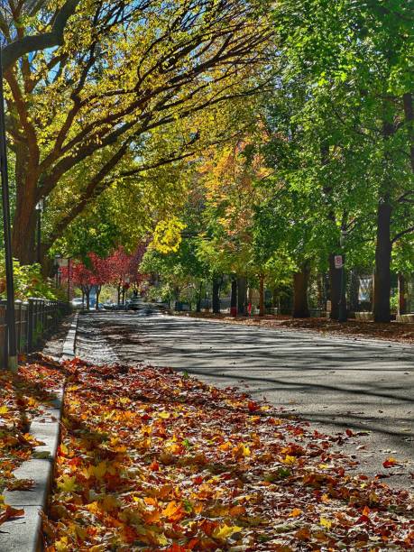istock Quiet streets of Chicago in autumn 2184186123