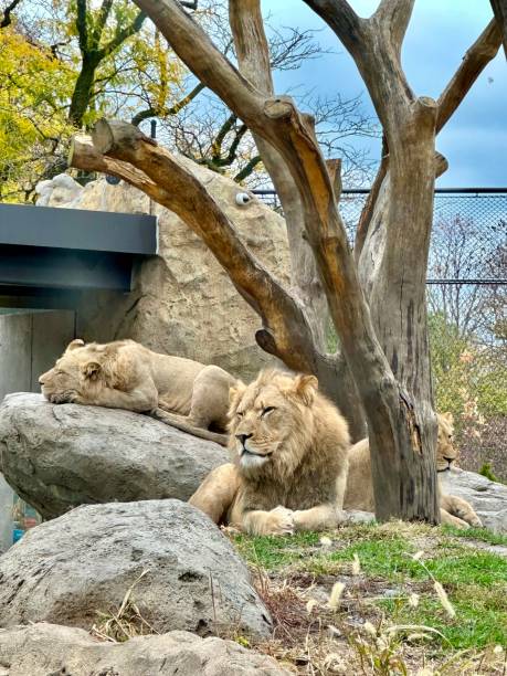 istock Lions at Lincoln Park Zoo 2184186168