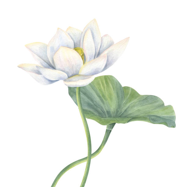 istock White Lotus flower and green Leaf with curving stems watercolor illustration isolated on white background. Hand drawn blooming water lily composition for natural cosmetic poster, package, yoga center 2184186506