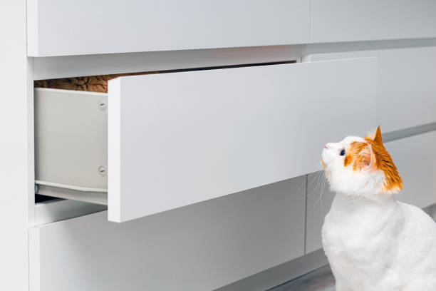 istock domestic cats play hide and seek at home 2184187717