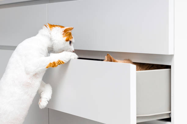 istock domestic cat climbs into open dresser drawer 2184187719